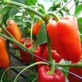 Андреа насіння перцю солодкого (Moravoseed)