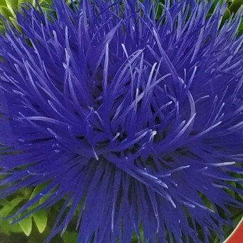 Ангора насіння айстри голчастої (GL Seeds)