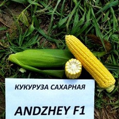 Анжей F1 семена кукурузы суперсладкая Sh2 (Soto Seeds)