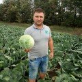 Арль F1 насіння капусти білокачанної (LibraSeeds)