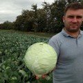 Арль F1 насіння капусти білокачанної (LibraSeeds)