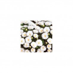 Астра карликовая белая (White) семян (Moravoseed)