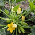Атілла F1 насіння кабачка (Lucky Seed)