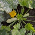 Атілла F1 насіння кабачка (Lucky Seed)