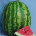 АУ Продюсер насіння кавуна середнього (Hortus)