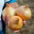 Балстар F1 семена лука озимого репчатого (Hungnong)