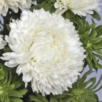 Балун белый (White) семена астры (Satimex)
