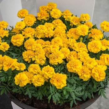 Чіка жовта (yellow) насіння чорнобривців (Hem Genetics)