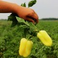 Белая Звезда семян перца сладкого (Lucky Seed)