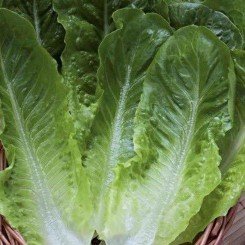 Біонда Монтаре насіння салату тип Ромен (Hortus)