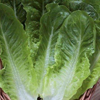Біонда Монтаре насіння салату тип Ромен (Hortus)