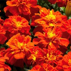 Болеро семян бархатцев (Floragran)