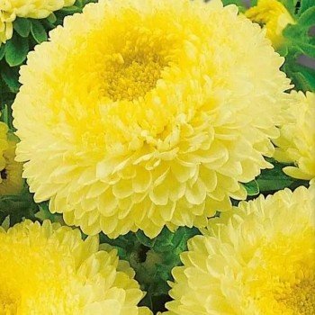 Болеро жовта (Yellow) насіння айстри (W.Legutko)