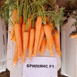 Брилианс F1 (1,6-1,8) насіння моркви Нантес пізньої 135 дн. 18-23 см (Nunhems)