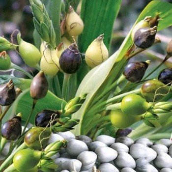 Бусеннік звичайний насіння декоративної трави (GL Seeds) Бусеннік звичайний насіння декоративної трави (GL Seeds)