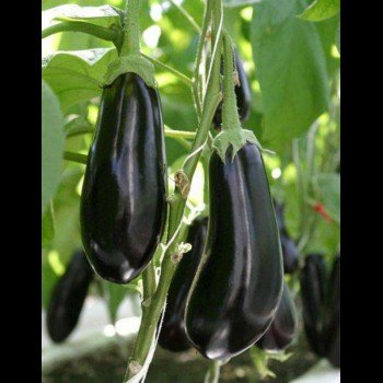 Чорний опал насіння баклажана середнього (GL Seeds)