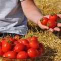 Чезена F1 насіння помідора детермінантного (LibraSeeds)