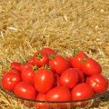 Чезена F1 насіння помідора детермінантного (LibraSeeds)