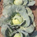 Чита F1 насіння капусти білокачанної (Takii Seeds)