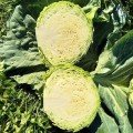 Чита F1 насіння капусти білокачанної (Takii Seeds)