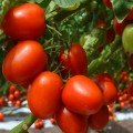 Де барао червоний насіння помідора індетермінантного (елітний ряд)