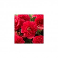 Делюкс Red (красная) семена бегонии махровой вечноцветущей (Kitano Seeds)
