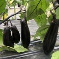 Ден F1 насіння баклажана раннього (Lark Seeds)