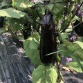 Ден F1 насіння баклажана раннього (Lark Seeds)