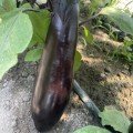 Ден F1 насіння баклажана раннього (Lark Seeds)