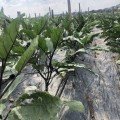 Ден F1 насіння баклажана раннього (Lark Seeds)