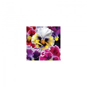 Диадема F1 семян виолы (GL Seeds)