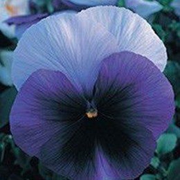 Династия Beaconsfield семян фиалки (Kitano Seeds)