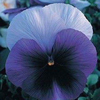 Династія Beaconsfield насіння фіалки (Kitano Seeds)