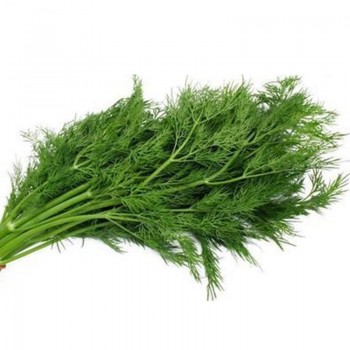 Динос семян укропа (Agri Saaten)