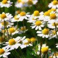 Для похудения набор лекарственных трав (Seedеra)