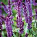 Для похудения набор лекарственных трав (Seedеra)