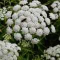 Для похудения набор лекарственных трав (Seedеra)