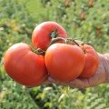 Дуал Лардж F1 насіння помідора детермінантного (Ergon seeds)