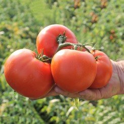 Дуал Лардж F1 насіння помідора детермінантного (Ergon seeds)