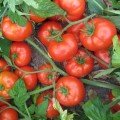Дуал Лардж F1 насіння помідора детермінантного (Ergon seeds)