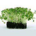 Економ 10 (10 врожаїв) набір насіння мікрозеленого (Agrocity)