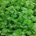 Економ 10 (10 врожаїв) набір насіння мікрозеленого (Agrocity)