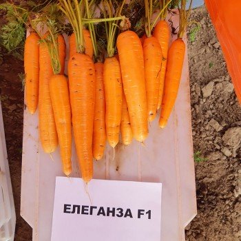 Елеганс F1 (Елеганза F1) (2,0-2,2) насіння моркви Нантес пізньої 120-130 дн. 18-23 см (Nunhems)