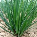 Богемія (Ельвіра) насіння цибулі шніт (Moravoseed)