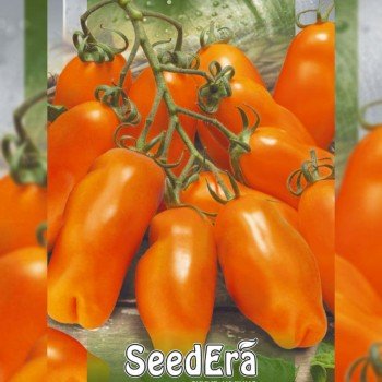 Эрос семян помидора индетерминантного (Seedera) Эрос семян помидора индетерминантного (Seedera)