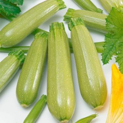 Аміно F1 насіння кабачка (Ergon seeds)