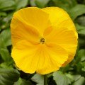 Фино F1 желтая (Yellow) семена виолы (Syngenta)