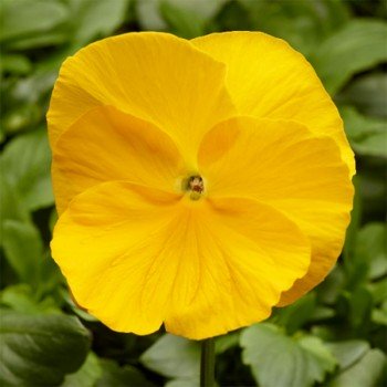 Фино F1 желтая (Yellow) семена виолы (Syngenta)