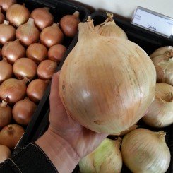 Глобо семян лука репчатого желтого (Moravoseed)