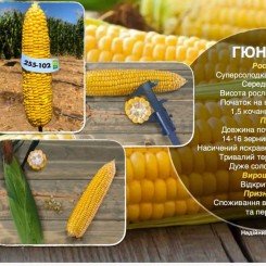 Гюнес F1 семена кукурузы суперсладкой Sh2 ранней 23-25 см 14-16 г. (Yuksel)